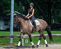 trail-safe-draft-donkey