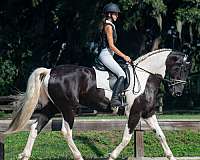 xrays-friesian-horse