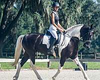 kid-safe-friesian-horse