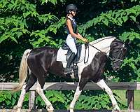 lead-change-friesian-horse