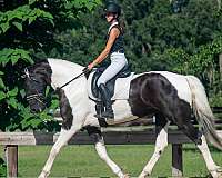 xrays-horse