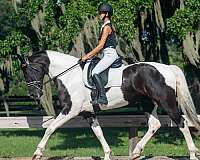 xrays-gelding