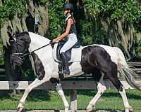 black-overo-fshr-horse