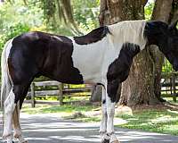 family-safe-friesian-horse