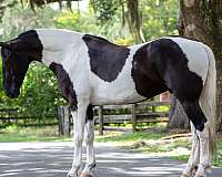 beginner-friesian-horse
