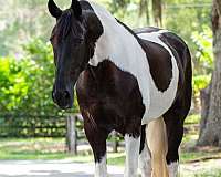 trail-safe-friesian-horse