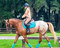 kid-safe-appaloosa-horse