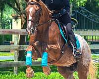 beginner-appaloosa-horse
