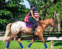 gypsy-vanner-appaloosa-horse