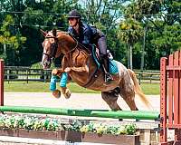 family-safe-appaloosa-horse