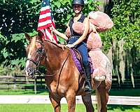 flashy-appaloosa-horse