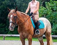 safe-appaloosa-horse