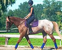 trail-safe-appaloosa-horse