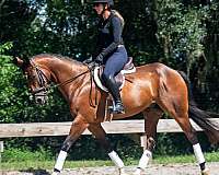 family-safe-quarter-horse