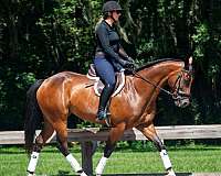 gypsy-vanner-quarter-horse