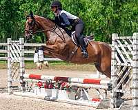 beginner-quarter-horse