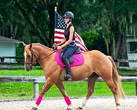 lead-change-gypsy-vanner-horse