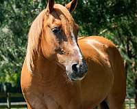 first-level-gypsy-vanner-horse