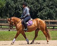 training-level-gypsy-vanner-horse