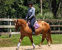 xrays-gypsy-vanner-horse