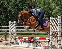 kid-safe-horse