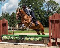 family-safe-horse
