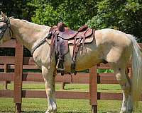 all-around-quarter-horse