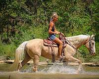 athletic-quarter-horse