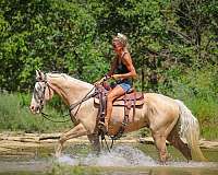 beginner-quarter-horse