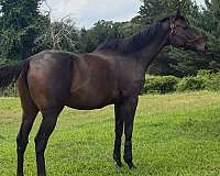 broodmare-thoroughbred-horse