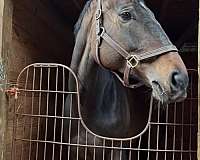 trail-thoroughbred-horse