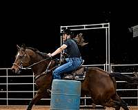 star-left-hind-sock-horse
