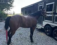 bay-star-left-hind-sock-horse