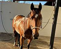 all-around-quarter-horse