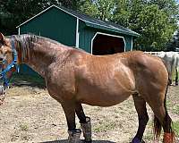 cutting-prospect-mustang-horse
