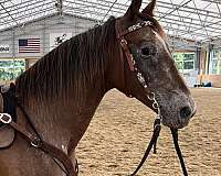 experienced-mustang-horse