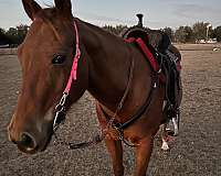 hunter-jumpe-quarter-horse