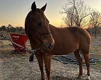 sorrel-hunter-jumpe-horse