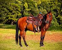 bay-starsnip-horse