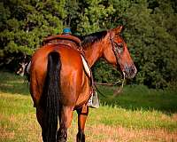 drill-team-quarter-horse