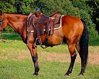 endurance-quarter-horse
