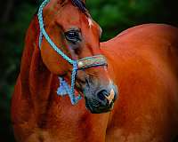 husband-safe-quarter-horse