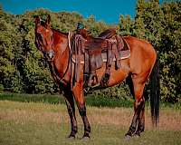 lesson-quarter-horse