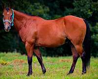 playday-quarter-horse