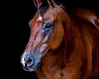 ridden-english-quarter-horse