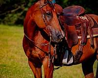 ridden-western-quarter-horse