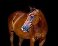 therapy-quarter-horse