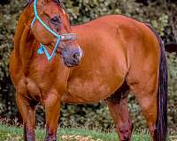 trail-quarter-horse