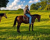 trail-riding-quarter-horse