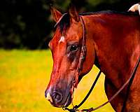 trained-quarter-horse
